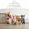 6種の猫