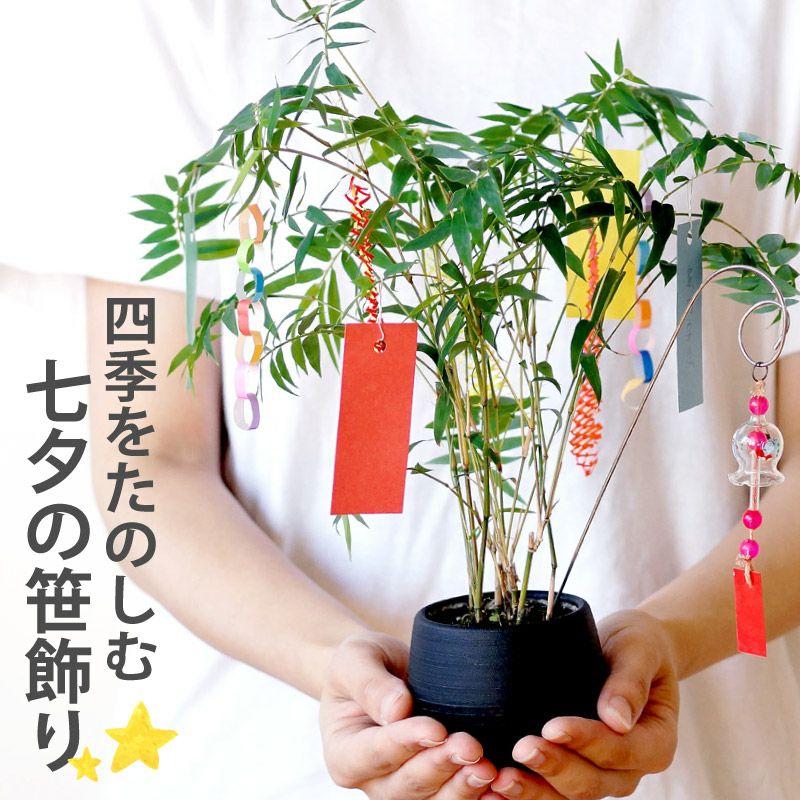 風鈴 短冊 飾り付き 七夕の笹飾り』 鉢植え｜ギフトショップ「FLEGRE