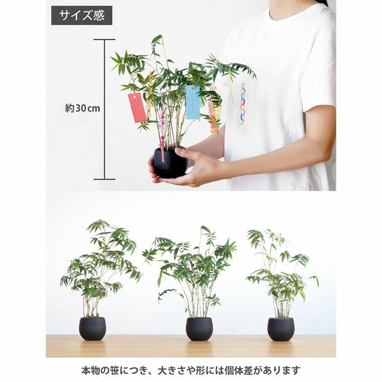 風鈴 短冊 飾り付き 七夕の笹飾り』 鉢植え｜ギフトショップ「FLEGRE
