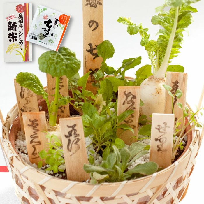 食べれる！春の七草寄せ植え』 鉢植え｜ギフトショップ「FLEGRE