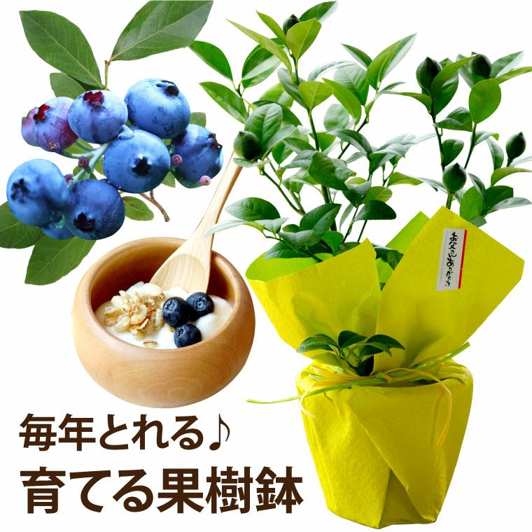 初夏の果樹鉢植え・ブルーベリー』 鉢植え｜ギフトショップ「FLEGRE