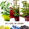 初夏の果樹鉢植え・ブルーベリー 鉢植え