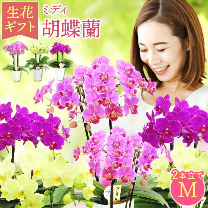 椎名洋ラン園の選べるミディ胡蝶蘭』鉢植え｜ギフトショップ「FLEGRE