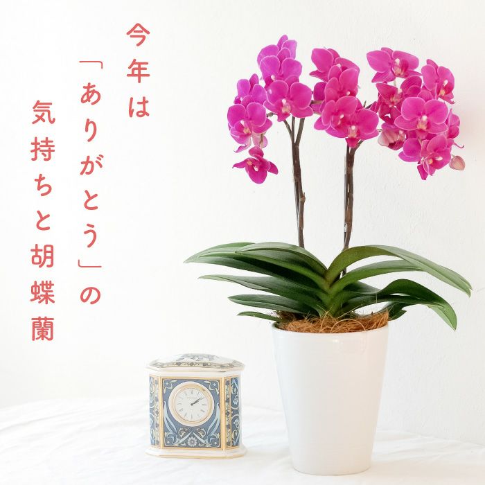椎名洋ラン園の選べるミディ胡蝶蘭』鉢植え｜ギフトショップ「FLEGRE