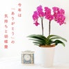 今年はありがとうを伝えよう