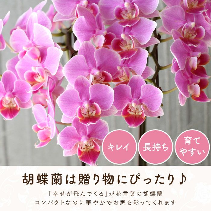 椎名洋ラン園の選べるミディ胡蝶蘭』鉢植え｜ギフトショップ「FLEGRE