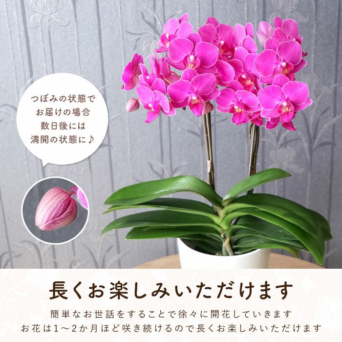 椎名洋ラン園の選べるミディ胡蝶蘭』鉢植え｜ギフトショップ「FLEGRE