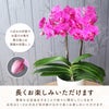 長く楽しめます
