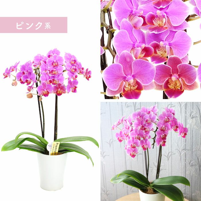 椎名洋ラン園の選べるミディ胡蝶蘭』鉢植え｜ギフトショップ「FLEGRE