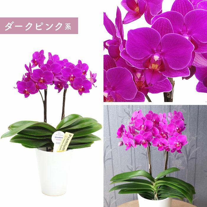 椎名洋ラン園の選べるミディ胡蝶蘭』鉢植え｜ギフトショップ「FLEGRE