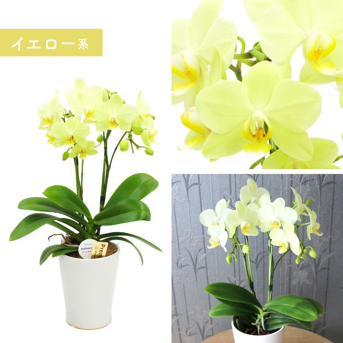 椎名洋ラン園の選べるミディ胡蝶蘭』鉢植え｜ギフトショップ「FLEGRE
