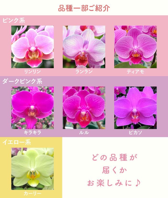 品種