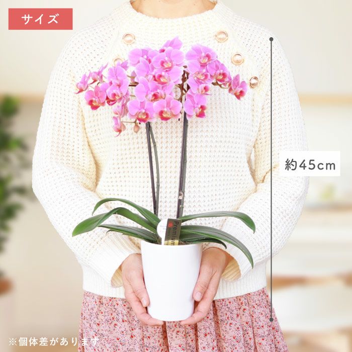 椎名洋ラン園の選べるミディ胡蝶蘭』鉢植え｜ギフトショップ「FLEGRE