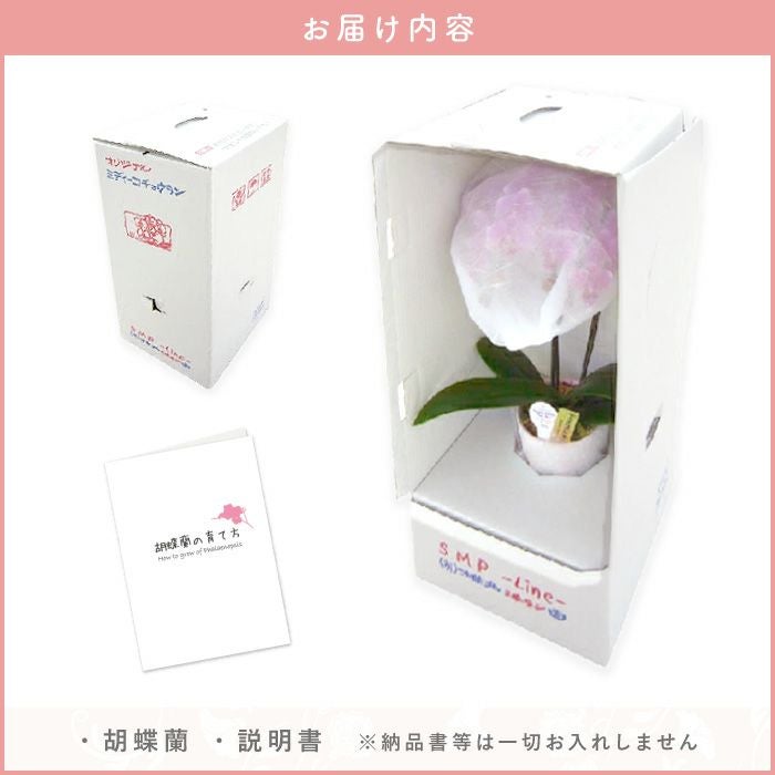椎名洋ラン園の選べるミディ胡蝶蘭』鉢植え｜ギフトショップ「FLEGRE