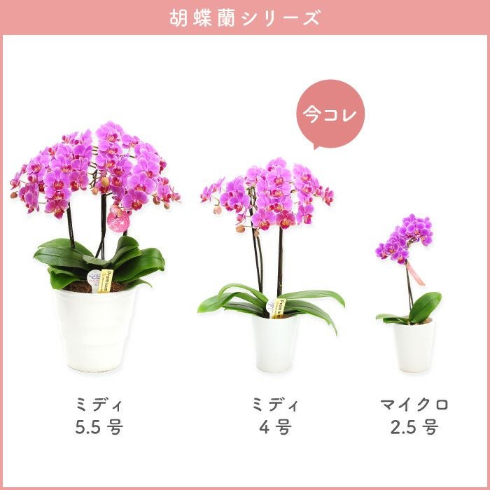 椎名洋ラン園の選べるミディ胡蝶蘭』鉢植え｜ギフトショップ「FLEGRE