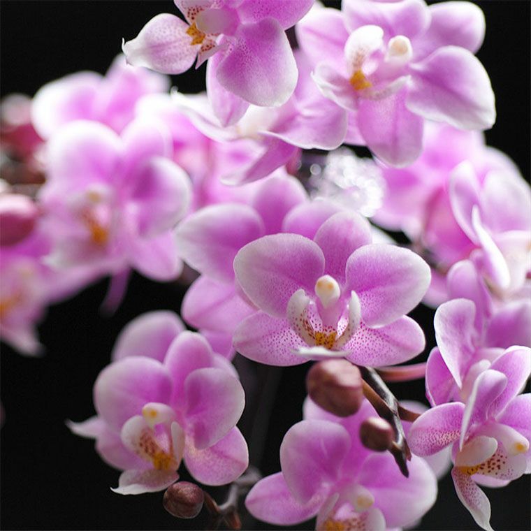 椎名洋ラン園の選べるマイクロ胡蝶蘭』 鉢植え｜ギフトショップ