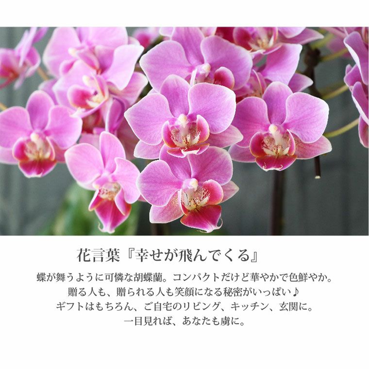 椎名洋ラン園の選べるマイクロ胡蝶蘭』 鉢植え｜ギフトショップ