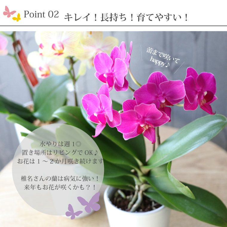 椎名洋ラン園の選べるマイクロ胡蝶蘭』 鉢植え｜ギフトショップ