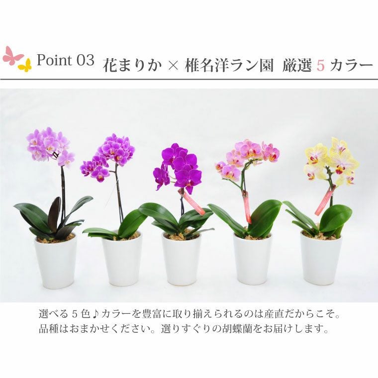 【希少！】ペロリック新品種胡蝶蘭　華やか　苗　洋蘭　洋ラン 705f0a4e6071f42e247a478bf995a6