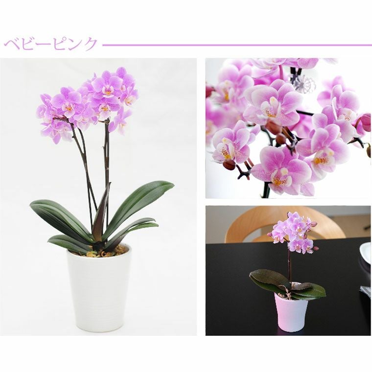 椎名洋ラン園の選べるマイクロ胡蝶蘭』 鉢植え｜ギフトショップ