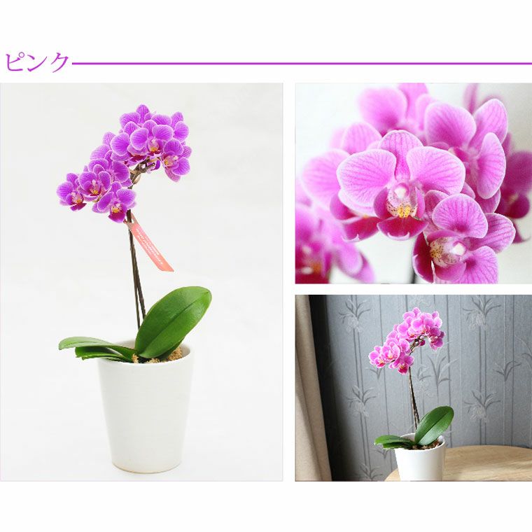 椎名洋ラン園の選べるマイクロ胡蝶蘭』 鉢植え｜ギフトショップ
