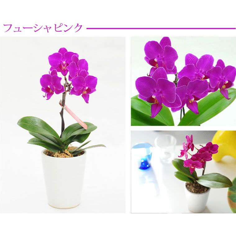 椎名洋ラン園の選べるマイクロ胡蝶蘭』 鉢植え｜ギフトショップ