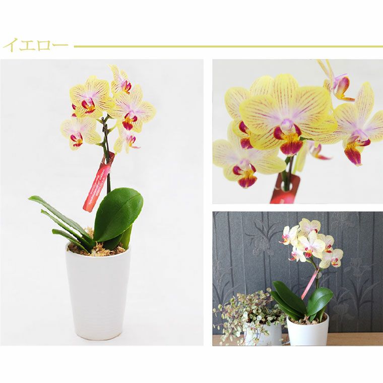 椎名洋ラン園の選べるマイクロ胡蝶蘭』 鉢植え｜ギフトショップ