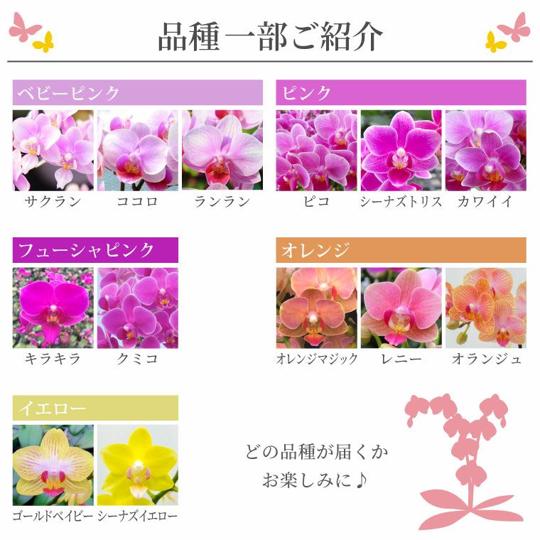 つくし様　千葉県椎名洋蘭　中小輪胡蝶蘭　キラキラ 椎名洋ラン園の選べるマイクロ胡蝶蘭』 鉢植え｜ギフトショップ