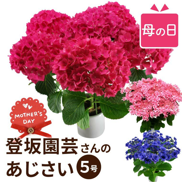 登坂園芸の紫陽花の鉢植え』｜ギフトショップ「FLEGRE（フレグレ）」