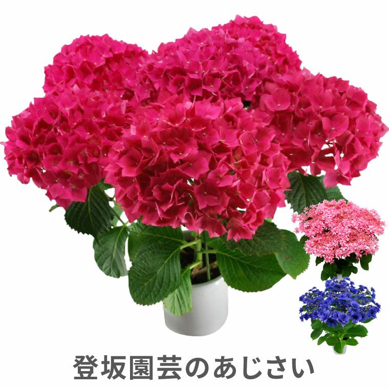 登坂園芸の紫陽花の鉢植え』｜ギフトショップ「FLEGRE（フレグレ）」