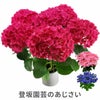 登坂園芸の紫陽花の鉢植え