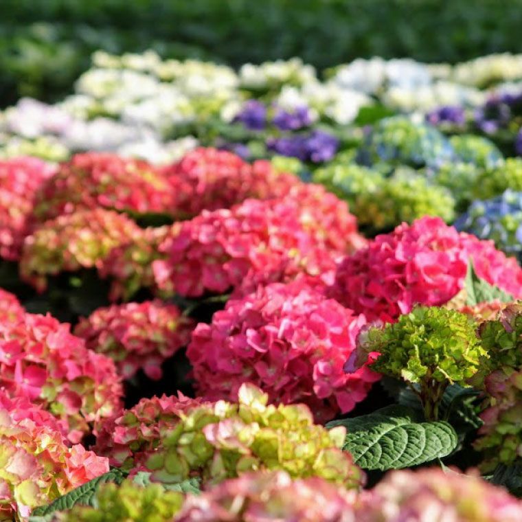 登坂園芸の紫陽花の鉢植え』｜ギフトショップ「FLEGRE（フレグレ）」