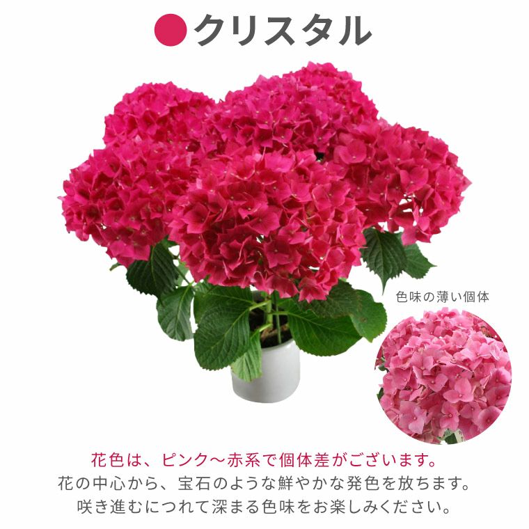 登坂園芸の紫陽花の鉢植え』｜ギフトショップ「FLEGRE（フレグレ）」