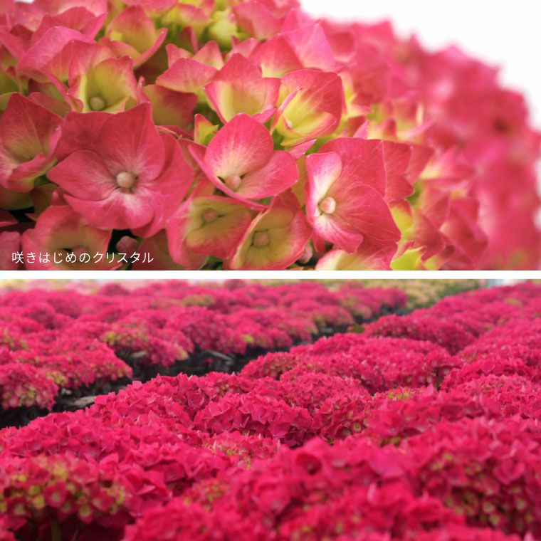 12.紫陽花　パリ　10株セット　開花予定株　送料込み 登坂園芸の紫陽花の鉢植え』｜ギフトショップ「FLEGRE（フレグレ）」