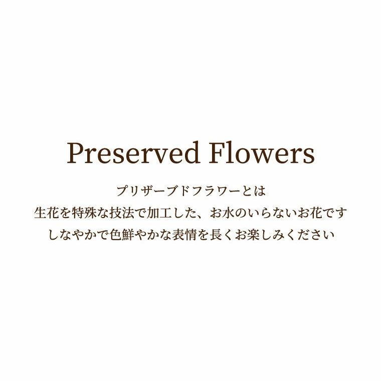 ペットちゃんの 虹の橋 フォトボックス
