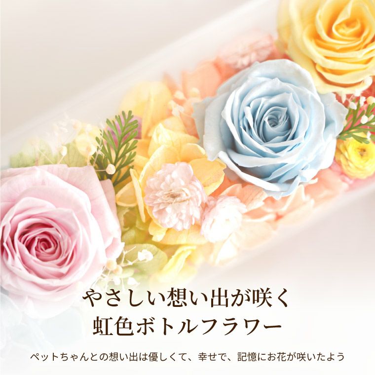 虹です。プリザーブドフラワー 楽天市場】【送料無料】即日発送 プリザーブドフラワー 虹の橋 ペット