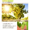 山田さんのぶどうの鉢植え