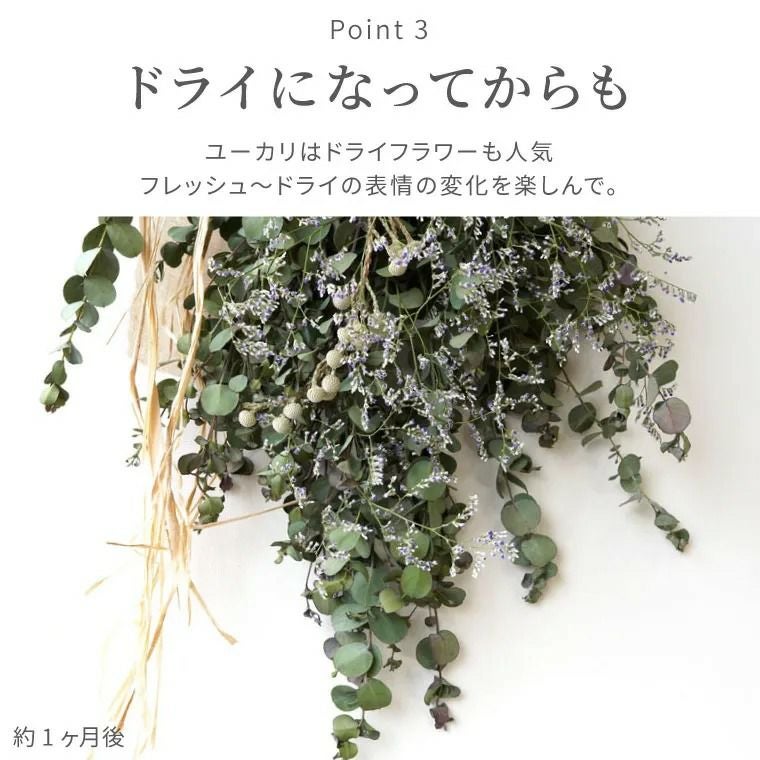 ユーカリのクリスマススワッグ・生 50cm』｜ギフトショップ「FLEGRE