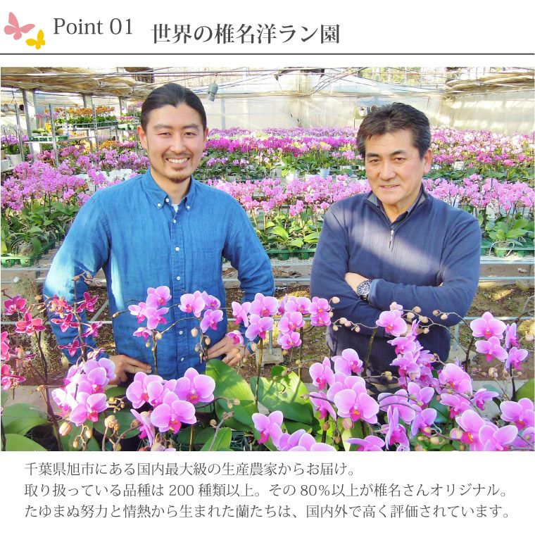 椎名洋ラン園の選べるミディ胡蝶蘭5.5号』 鉢植え|ギフト 椎名洋ラン園の選べるミディ胡蝶蘭5.5号』 鉢植え|ギフト