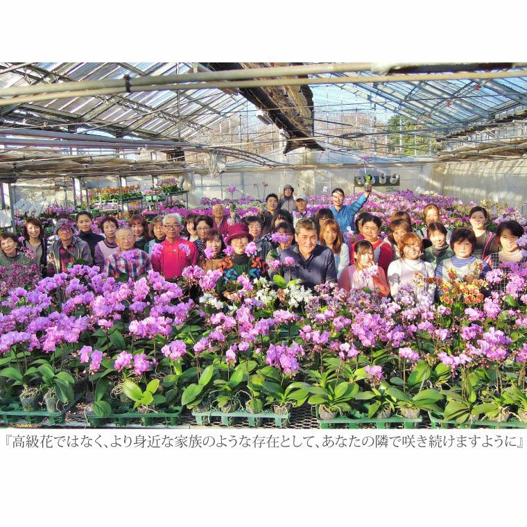椎名洋ラン園の選べるミディ胡蝶蘭5.5号』 鉢植え|ギフト 椎名洋ラン園の選べるミディ胡蝶蘭5.5号』 鉢植え|ギフト