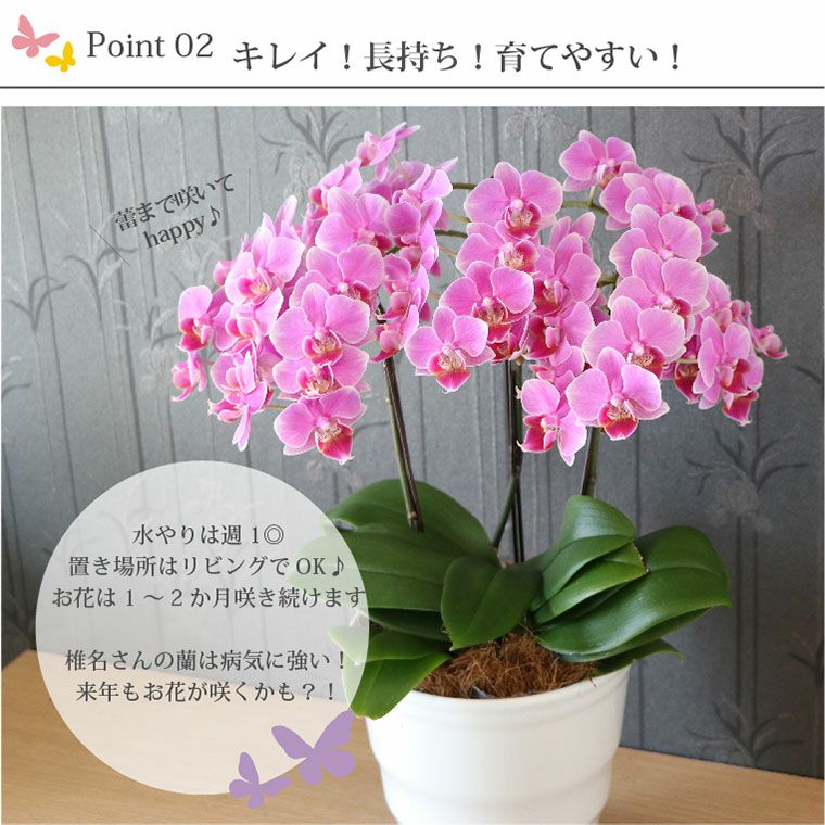 椎名洋ラン園の選べるミディ胡蝶蘭5.5号』 鉢植え|ギフト 椎名洋ラン園の選べるミディ胡蝶蘭5.5号』 鉢植え|ギフト