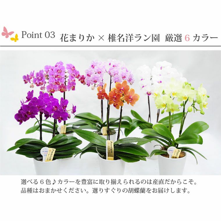 000000002269-08.jpg?size=l&w= 000000002269-08.jpg?size=l&w=