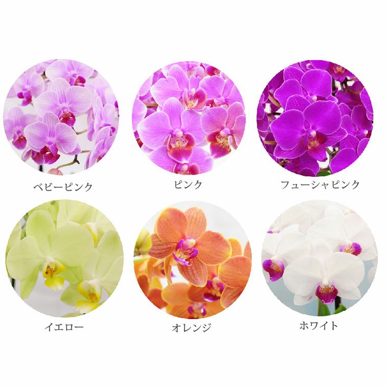 000000002269-09.jpg?size=l&w=