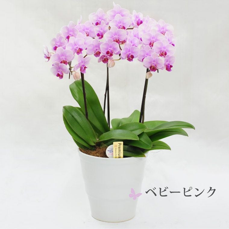 椎名洋 ミディ胡蝶蘭 ピンク ミディ胡蝶蘭 3本立ち 6号陶器鉢 ピンク系