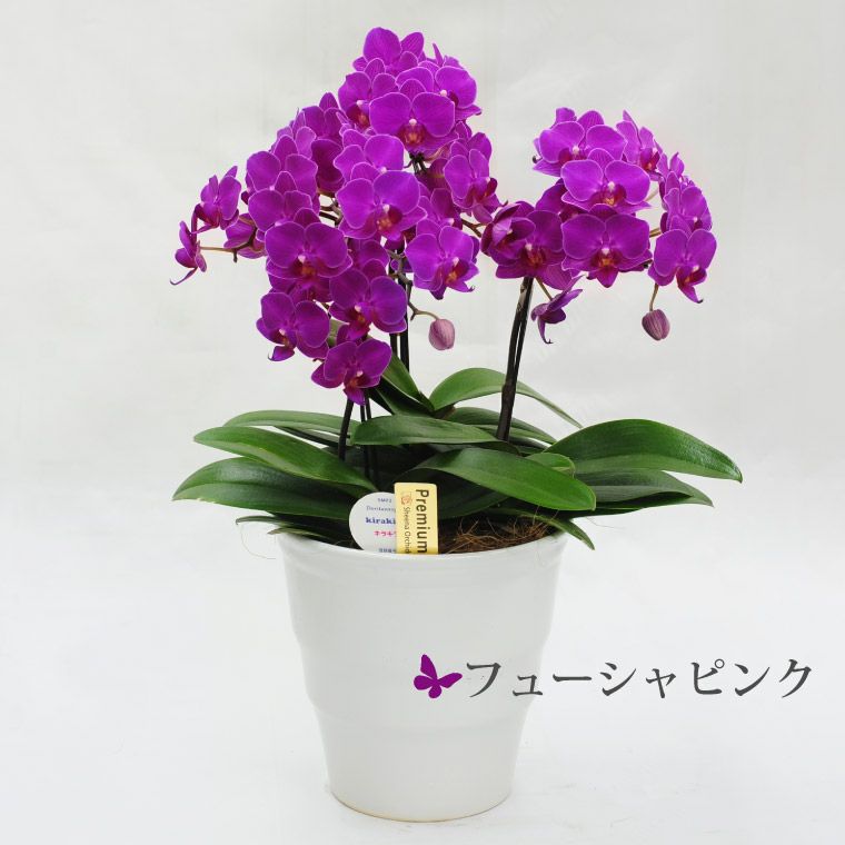 椎名洋ラン園の選べるミディ胡蝶蘭5.5号』 鉢植え｜ギフトショップ