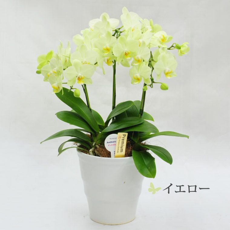 椎名洋ラン園の選べるミディ胡蝶蘭5.5号』 鉢植え｜ギフト