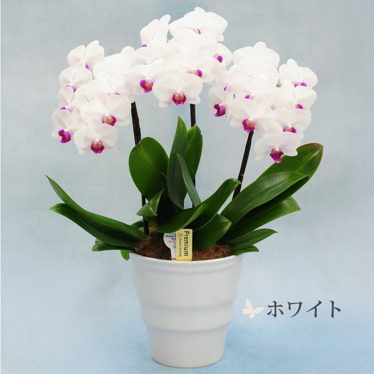 椎名洋ラン園の選べるミディ胡蝶蘭5.5号』 鉢植え｜ギフトショップ