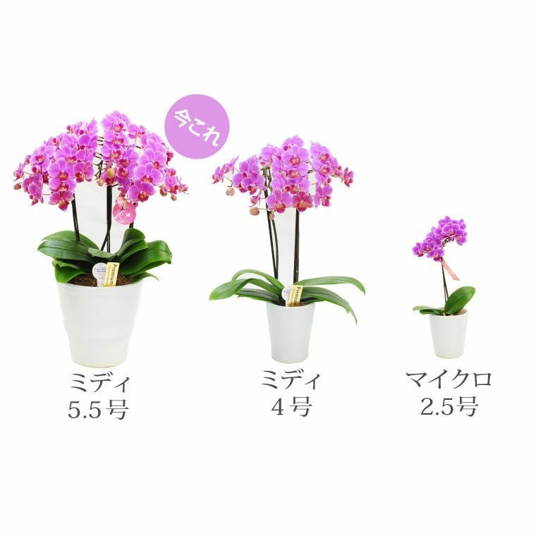 椎名洋ラン園の選べるミディ胡蝶蘭5.5号』 鉢植え｜ギフトショップ