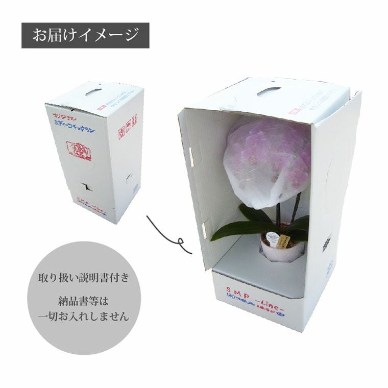椎名洋ラン園の選べるミディ胡蝶蘭5.5号』 鉢植え｜ギフトショップ