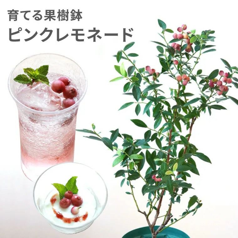 育てる果樹鉢・ピンクレモネード(ブルーベリー)』鉢植え｜ギフト
